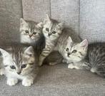 Britse korthaar kittens, Dieren en Toebehoren, Katten en Kittens | Raskatten | Korthaar, Meerdere dieren, Ontwormd, 0 tot 2 jaar