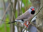 Spitsstaart amadines 2024/2025, Dieren en Toebehoren, Vogels | Overige Vogels, Meerdere dieren, Tropenvogel