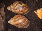 Archachatina marginata ovum xxl, Dieren en Toebehoren, Reptielen en Amfibieën, Amfibie, 0 tot 2 jaar