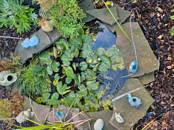 Complete vijver met vissen, planten en pompen beschikbaar voor biedingen