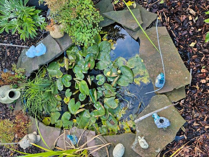 Complete vijver met vissen, planten en pompen, Tuin en Terras, Vijvers, Gebruikt, Ophalen of Verzenden
