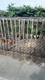 Wyandotten Groot verschillende kleuren, Dieren en Toebehoren, Pluimvee, Meerdere dieren, Kip