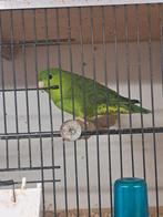 Te koop catharina pop 2022, Vrouwelijk, Parkiet