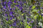 zaden van Veldsalie, Salvia pratensis, inheems, biologisch, Ophalen of Verzenden, Volle zon
