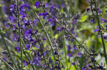 zaden van Veldsalie, Salvia pratensis, inheems, biologisch beschikbaar voor biedingen