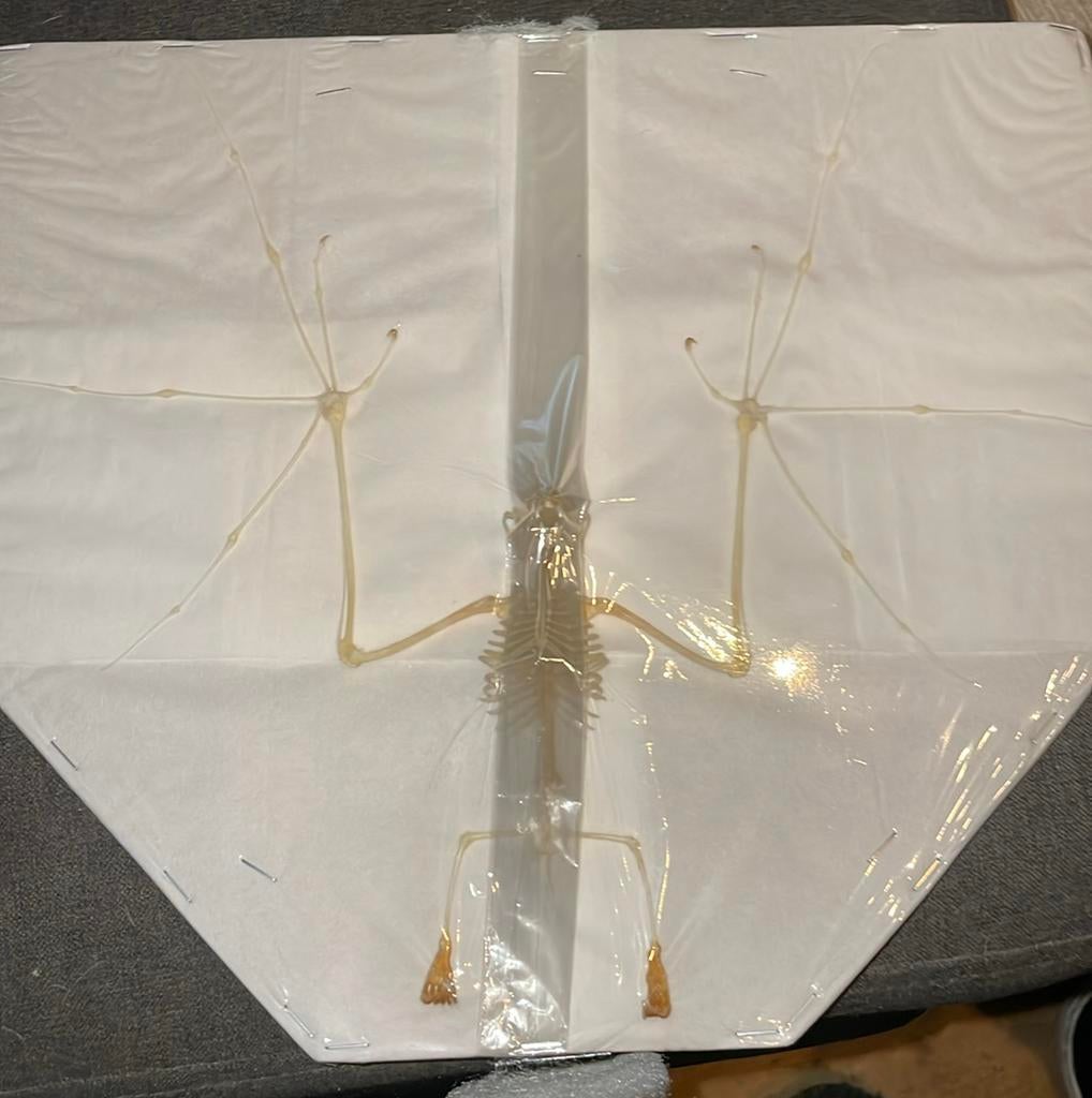 Geraamte vleermuis, Verzamelen, Dierenverzamelingen, Ophalen of Verzenden, Overige typen