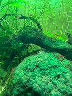 5x corydora panda, Dieren en Toebehoren, Vissen | Aquariumvissen, Vis