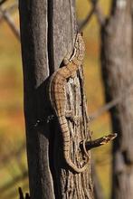 Gezocht Varanus Gilleni 0.1.0 of 1.1.0, Dieren en Toebehoren, Reptielen en Amfibieën, Hagedis, Tam