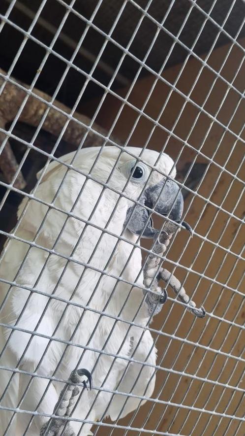 Te koop : witkuif kaketoe, Dieren en Toebehoren, Vogels | Parkieten en Papegaaien, Papegaai, Mannelijk, Tam, Geringd