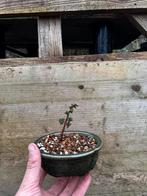 Bonsai Hinoki Cypres, Ophalen, Minder dan 100 cm, Overige soorten, Zomer