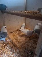 Meeuwen, Geslacht onbekend, Overige soorten