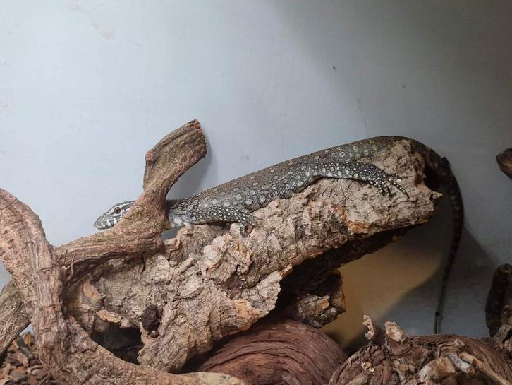 Varanus niloctilus