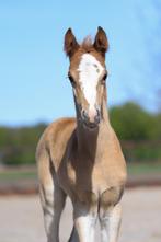 Schitterend NWR Welsh merrie veulen van Coelenhage's Chaplin, Dieren en Toebehoren, Pony's, Merrie, Dressuurpony, 0 tot 2 jaar