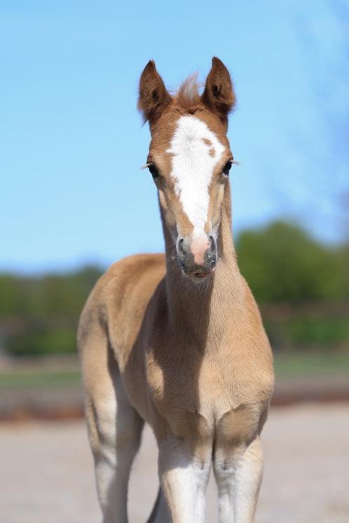 Schitterend NWR Welsh merrie veulen van Coelenhage's Chaplin, Dieren en Toebehoren, Pony's, Merrie, Onbeleerd, D pony (1.37m tot 1.48m)