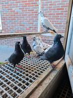 Postduiven Vangramberen,, Dieren en Toebehoren, Vogels | Duiven, Meerdere dieren, Overige soorten