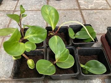 Krokodillentranen/ peperomia obtusifolia stekjes te koop beschikbaar voor biedingen