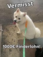 Vermist: Trippie (witte Japanse Spitz – €1.000 vindersloon, Dieren en Toebehoren, Vermiste en Gevonden Dieren, Hond