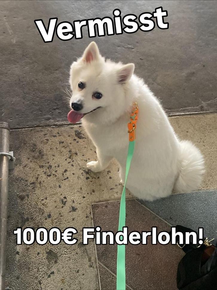 Vermist: Trippie (witte Japanse Spitz – €1.000 vindersloon, Dieren en Toebehoren, Vermiste en Gevonden Dieren, Hond