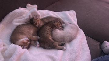  Prachtige British Shorthair kittens te koop  beschikbaar voor biedingen