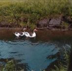 Over jarig koppel Twentse landgans  mogen weg naar een ander, Meerdere dieren, Eend