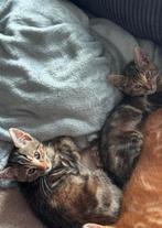 2 Half-Bengaalse Kittens, Dieren en Toebehoren, Katten en Kittens | Overige Katten, Meerdere dieren, Kortharig, 0 tot 2 jaar