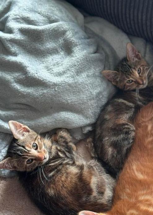 2 Half-Bengaalse Kittens, Dieren en Toebehoren, Katten en Kittens | Overige Katten, Kortharig, Meerdere dieren, 0 tot 2 jaar