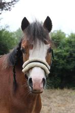 Superlieve B Pony Welsh Cob, 3,5 jarige merrie., Dieren en Toebehoren, Merrie