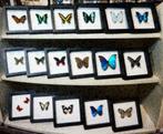Papilio rumanzovia vlinder in lijst, Verzamelen, Dierenverzamelingen, Nieuw, Opgezet dier, Ophalen of Verzenden, Insect