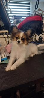 Vlinderhondje (papillon) teefje, 15 weken tot 1 jaar, Overige rassen, CDV (hondenziekte), Teef