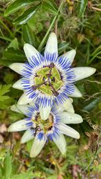 Passiflora stekken, Volle zon, Vaste plant, Zomer, Ophalen