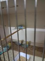 Regenboog parkieten, Dieren en Toebehoren, Vogels | Parkieten en Papegaaien, Meerdere dieren, Parkiet, Tam