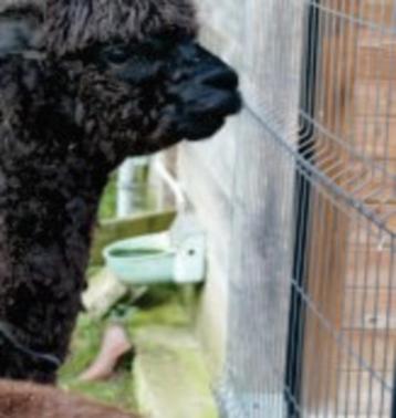 Rustige alpacamerrie te koop wegens inkrimping hobby beschikbaar voor biedingen