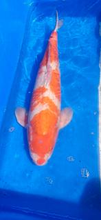 (16) Koi / Koi karper - Kohaku 55  cm., Karper of Koi