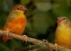 Goudbuikje bewezen koppeltje, Dieren en Toebehoren, Vogels | Overige Vogels, Meerdere dieren, Tropenvogel