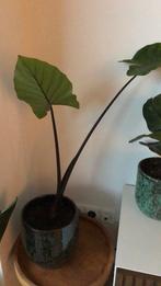 Alocasia / Olifantsoor, Huis en Inrichting, Kamerplanten, Ophalen, Overige soorten, Halfschaduw, Minder dan 100 cm