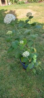 Hortensia Annabelle 6 euro, Tuin en Terras, Planten | Tuinplanten, Vaste plant, Halfschaduw, Zomer, Ophalen