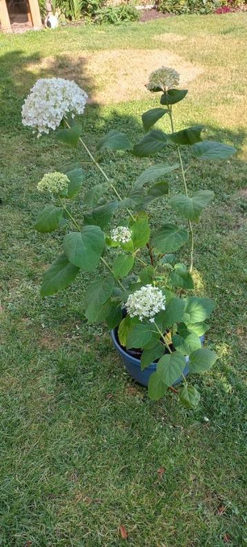 Hortensia Annabelle 6 euro beschikbaar voor biedingen