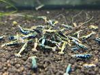 Caridina garnalen AANBIEDING Crystal BOA OE Taiwan PRL Red, Kreeft, Krab of Garnaal, Zoetwatervis, Schoolvis