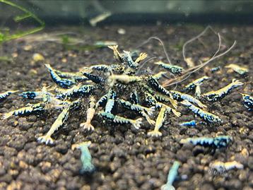 Caridina garnalen AANBIEDING Crystal BOA OE Taiwan PRL Red beschikbaar voor biedingen