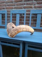 Schedel kap bok opgezette taxidermy jacht hoorns gewei hert, Ophalen, Wild dier, Schedel