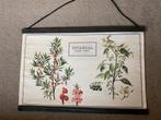 Botanische Schoolplaat - Natuur en Kruiden linnen, Antiek en Kunst, Antiek | Schoolplaten, Ophalen of Verzenden, Natuur en Biologie