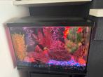 Aquarium, Ophalen, Zo goed als nieuw, Gevuld zoetwateraquarium
