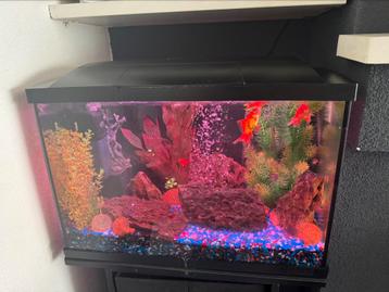 Aquarium beschikbaar voor biedingen