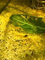 Neocaradina garnalen yellow stripe, Dieren en Toebehoren, Vissen | Aquariumvissen, Kreeft, Krab of Garnaal