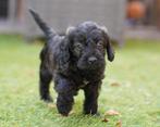 Hele mooie toy/dwerg poedel pup LAATSTE 1 reu 29aug, Dieren en Toebehoren, Poedel, CDV (hondenziekte), 8 tot 15 weken, Meerdere