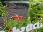 Hobbyaquarium Red fire garnalen, Kreeft, Krab of Garnaal, Zoetwatervis, Schoolvis