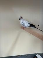 1-1 bonte diamantduifjes, Meerdere dieren