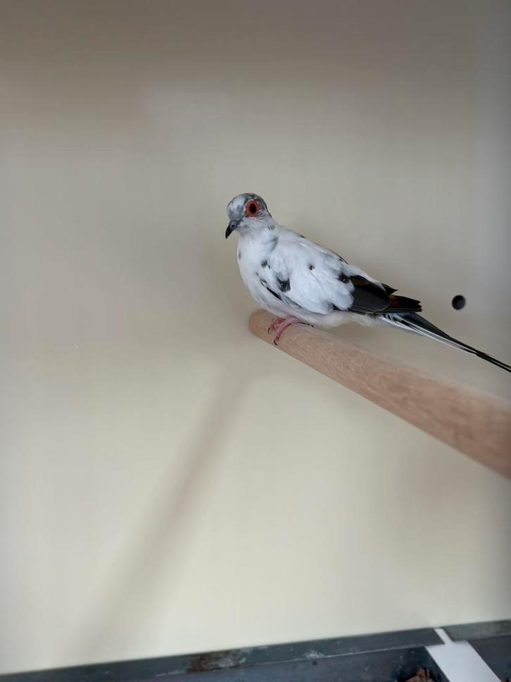 1-1 bonte diamantduifjes, Dieren en Toebehoren, Vogels | Overige Vogels, Meerdere dieren