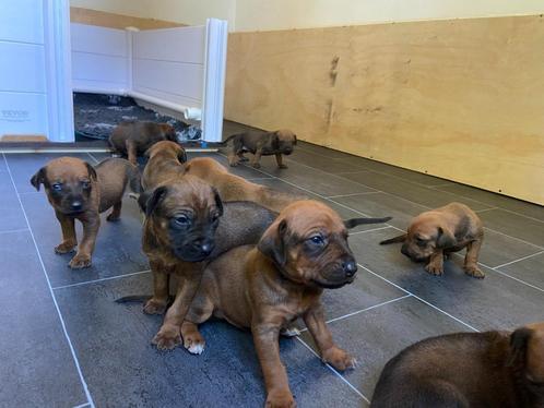 Rhodesian Ridgeback puppy's - stamboom - beschikbaar 17 juni, Dieren en Toebehoren, Honden | Beagles, Bassets en Lopende honden