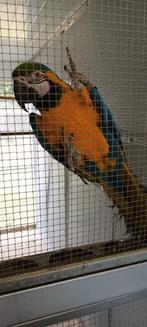 Blauw-gele ara, Dieren en Toebehoren, Vogels | Parkieten en Papegaaien, Vrouwelijk, Papegaai, Pratend